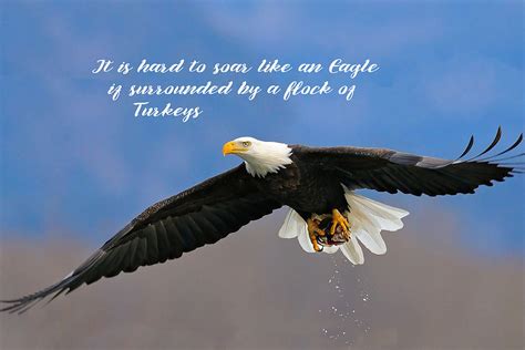 Soar Like an Eagle if you Can Photograph by Elaine Plesser - Pixels