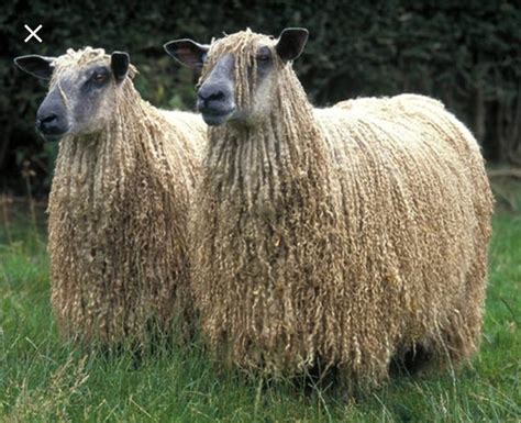 Angora | Sheep breeds, Farm animals, Animals