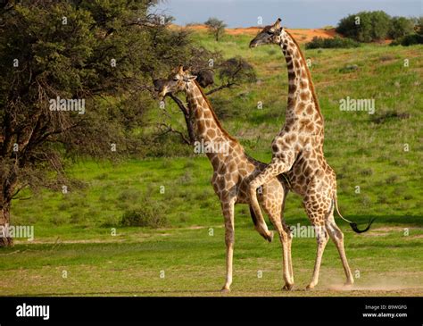 giraffe mating Stock Photo - Alamy