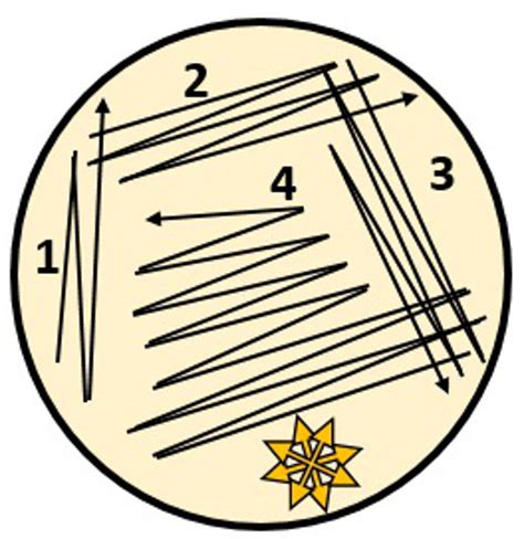 Streak plate technique schematic used for the isolation of individual... | Download Scientific ...