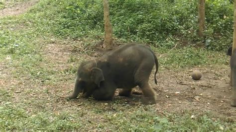 New Born Cute Elephant Playing in Kerala, India - YouTube