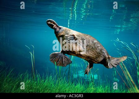 Tasmania , platypus eating worm Stock Photo - Alamy