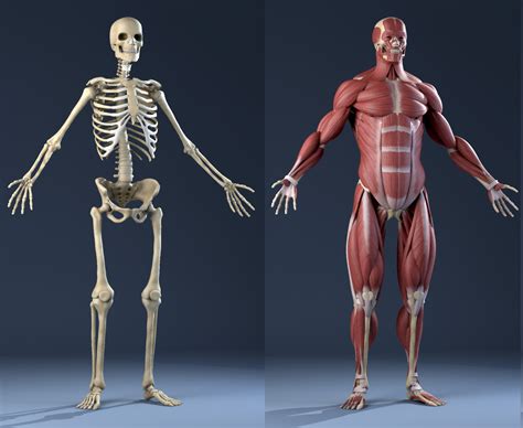 Männliche Anatomie (Muskeln und Skelett) 3D-Modell - TurboSquid 671360