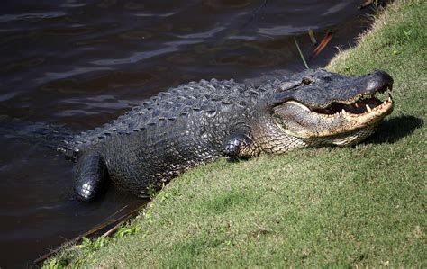 Giant 15-ft Alligator Takes A Stroll Around A Golf Course | The JV Show | WiLD 94.9