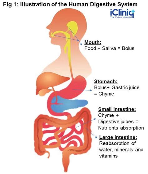 Introduce 49+ imagen orange mucus in stool nhs - fr.thptnganamst.edu.vn