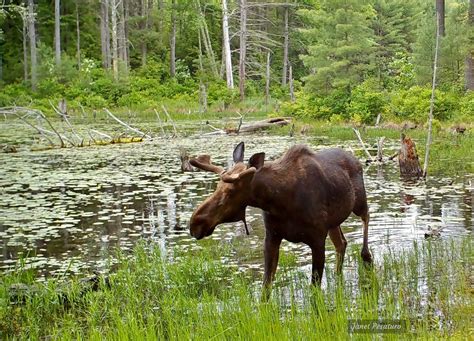 Moose Associations: When Moose Mingle Outside the Breeding Season - Winterberry Wildlife