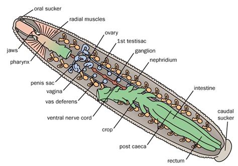 Medicinal Leech - The Reproductive System