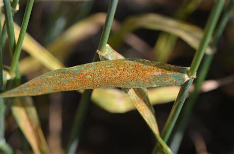 Wheat Disease Update | CropWatch | University of Nebraska–Lincoln