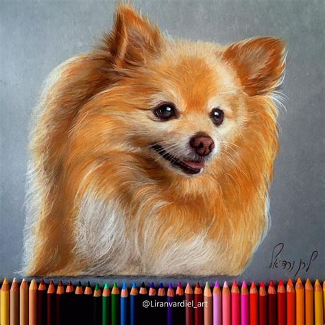 Pencil Colour Drawing Animals - luxurylip