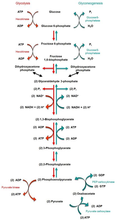 gluconeogenesis | Relationship between glycolysis and gluconeogenesis ...