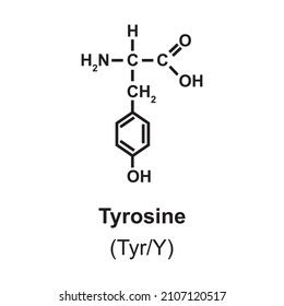 Tyrosine Amino Acid Molecule Skeletal Structure Stock Vector (Royalty Free) 1276946842 ...