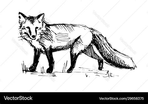 Walking fox line drawing Royalty Free Vector Image