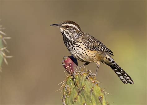 Cactus Wren - AZ bird | smudges | Pinterest | Wren, Bird and Arizona birds