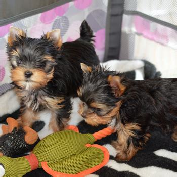 Yorkie Puppies For Sale|Artistry Yorkies