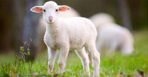 What’s a Baby Sheep Called + 5 More Amazing Facts! - A-Z Animals