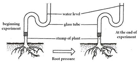 What is Root Pressure? - QS Study