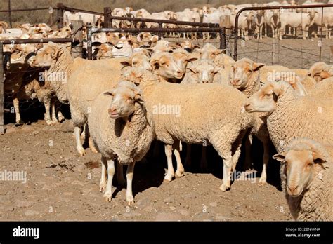 Merino sheep in a paddock on a rural South African farm Stock Photo - Alamy