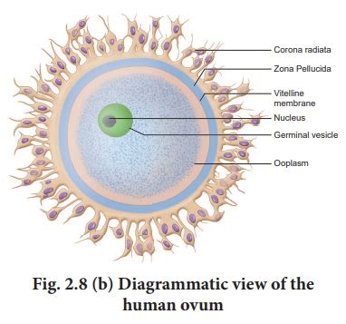 Structure of ovum - Gametogenesis - Human Reproduction