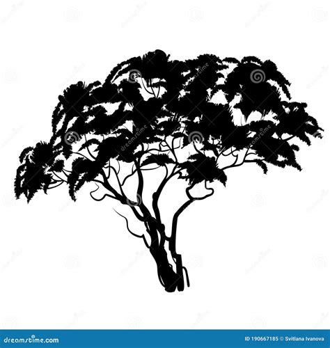 Black African Acacia Tree Silhouette. Vector Illustration Stock Illustration - Illustration of ...