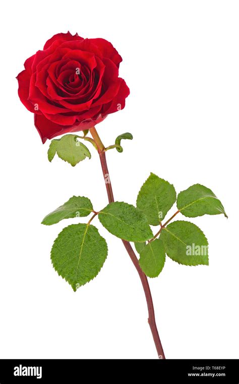 Red rose with leaves isolated on white background Stock Photo - Alamy