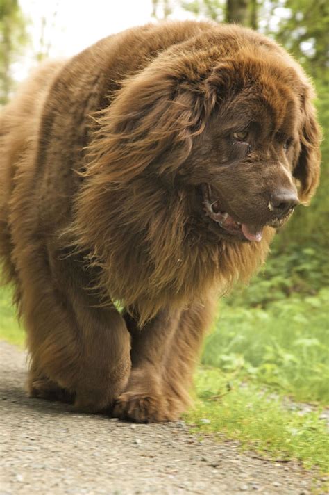 Brown Newfoundland Dog