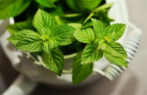 7 Most Powerful Medicinal Herbs for Pain Management