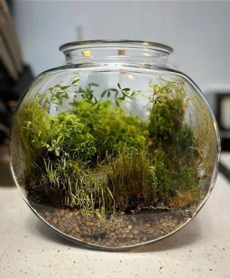 8 Carnivorous Plant Terrarium Ideas | Carnivorous Plants For Terrariums