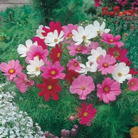 Buy Cosmos Mixed Sensation Seeds (20 seeds) - Rs.20/- sale online India