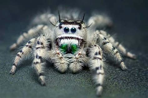 Jumping spider awesome !! Animals Bugs, Happy Animals, Cute Animals, Spider Face, Pet Spider ...