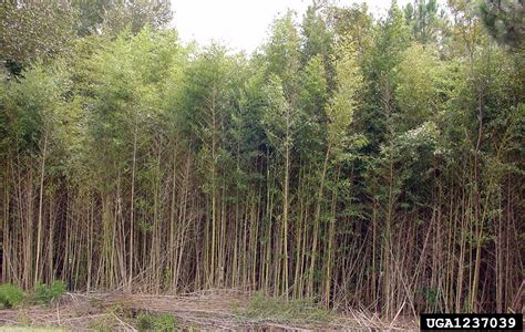 golden bamboo, Invasive Plants of the Eastern United States