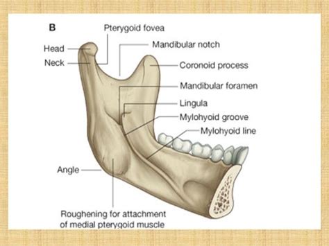 Mandible Anatomy