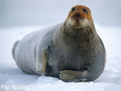 Bearded Seal, Arctic Ocean biodiversity