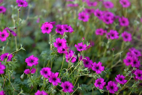 16 Eye-Catching Varieties of Hardy Geranium