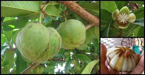 Health Benefits And Traditional Uses Of Elephant Apple (Katmon) | Dr Farrah MD