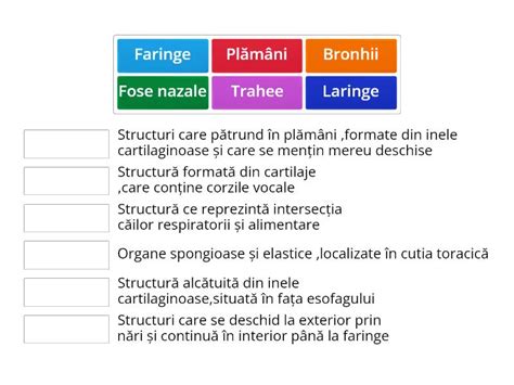 Sistemul Respirator - Match up