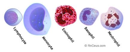 Complete Blood count with Differential