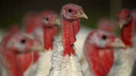 Gobble, Gobble? U.S. Turkey Production Growth Slowed In Last Decade ...