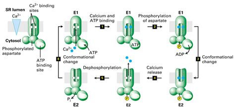 Atpase Pump Function - Na K Pump And Neurotransmitter Membrane ...