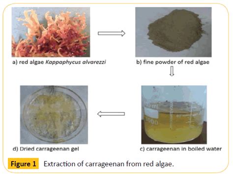 Synthesis and Characterization of Carrageenan Coated Magnetic ...