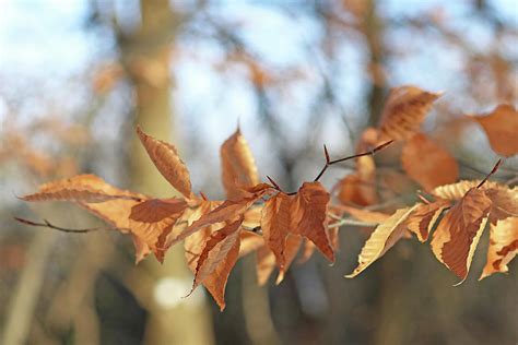 Beech Leaves In Fall Photograph by Debbie Oppermann - Fine Art America