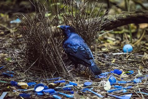 Australia’s Beautiful Birds, The Regent Bowerbird And The Satin Bowerbird – All Digital Photography