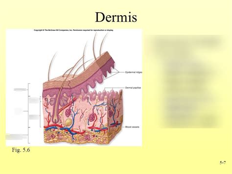 layers of skin dermis Diagram | Quizlet