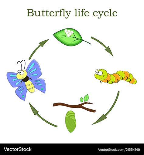 Butterfly Life Cycle Clipart Bw And Color Butterfly Life Cycle Images