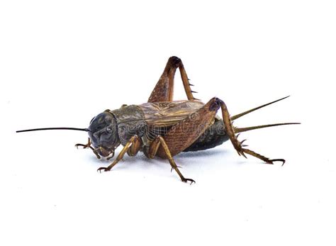 Male Common Field Cricket - Gryllus Species - Dark Robust Black and ...