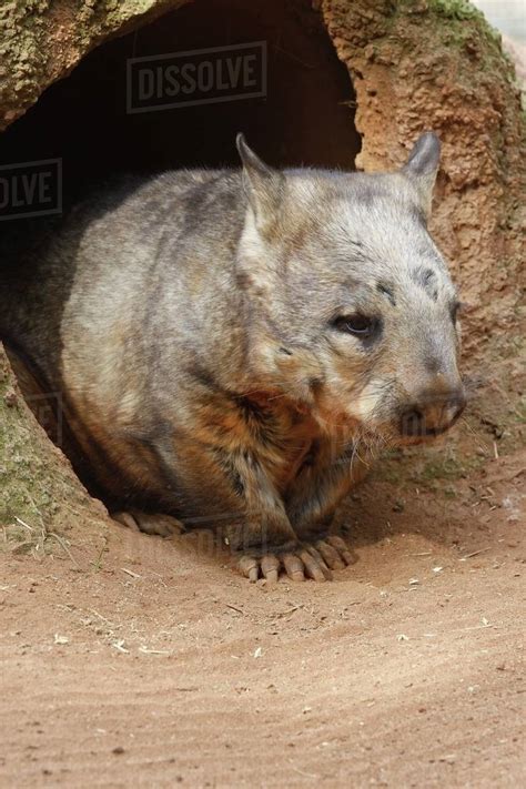 Wombat At Burrow, (Vombatus Ursinus Hirsutus), Australia - Stock Photo ...