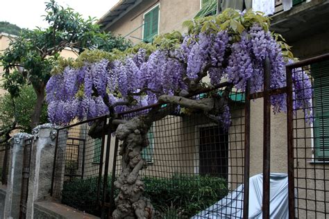 Arbol flores moradas - Imagui