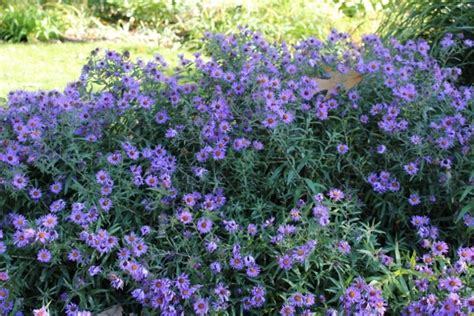 Symphyotrichum Novae-Angliae (New England Aster) – Mount Royal Seeds