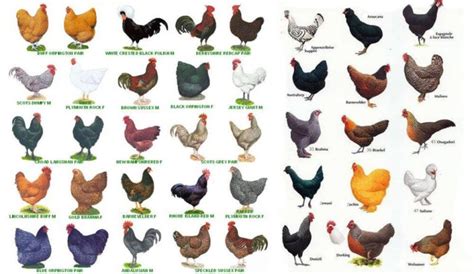 Types of Chicken Breeds (Appearance, Temperament & Egg Production) - TheFarmLiving.Com