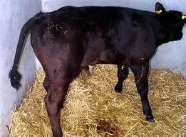 Blackleg - Cattle Diseases