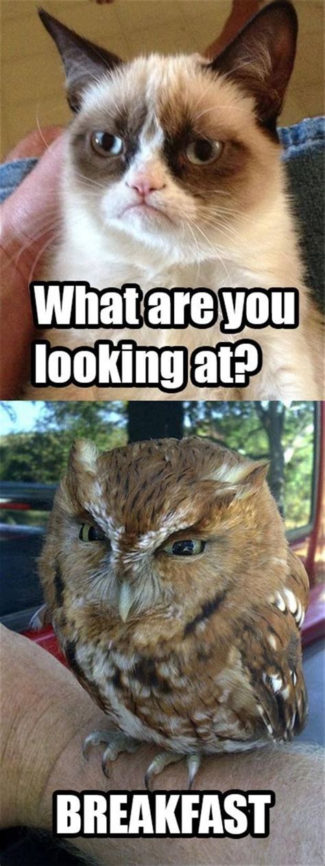 10 best Owl Memes images on Pinterest | Barn owls, Funny stuff and Owls